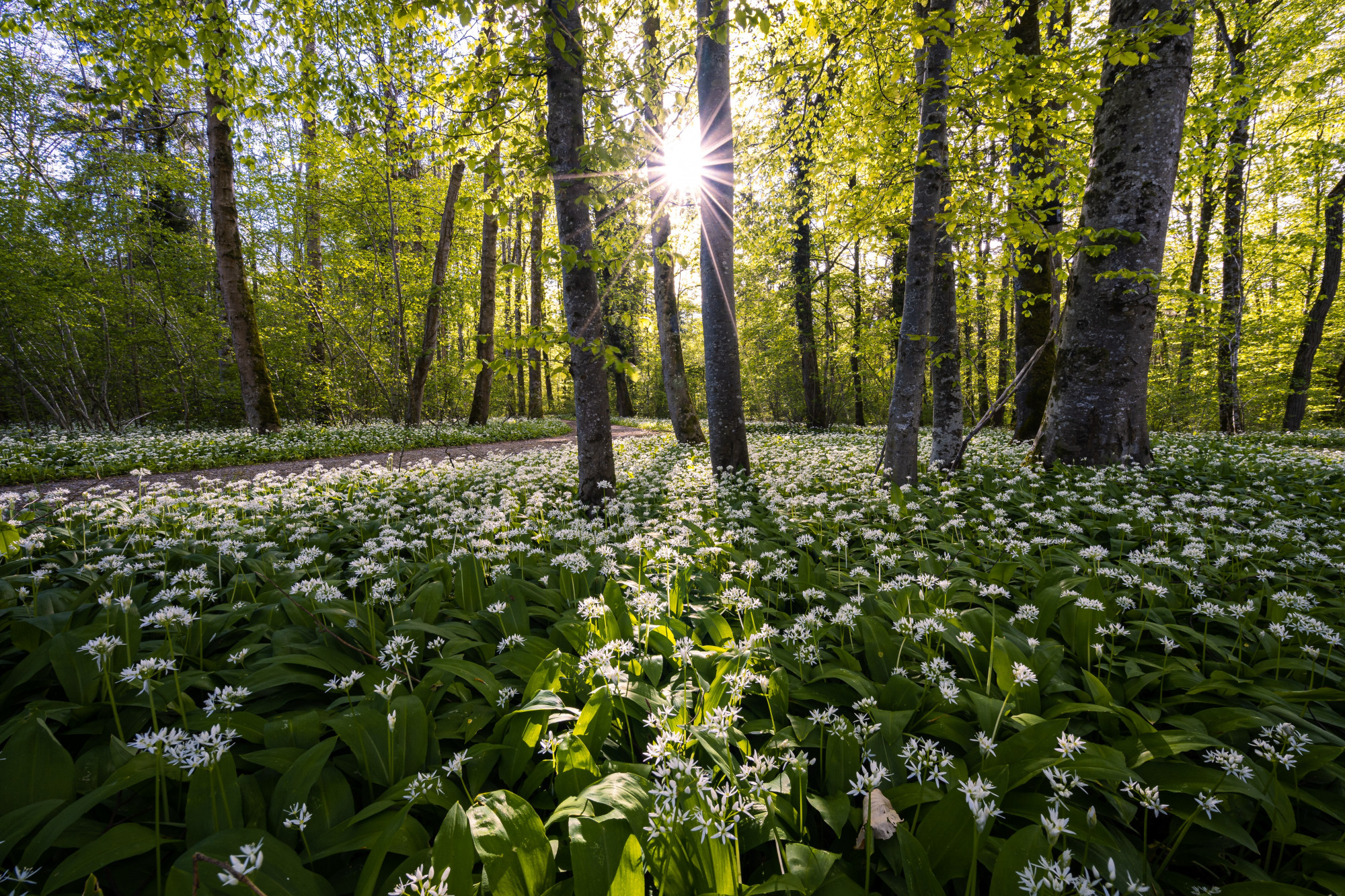 Plant een boom en steun onze wereld