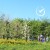 Plant een boom met Growing Trees Network