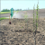 Plant een boom met Growing Trees Network